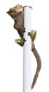 New Caledonian Crested Gecko climbing white pole