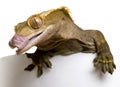 New Caledonian Crested Gecko, Rhacodactylus Royalty Free Stock Photo