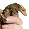 New Caledonian Crested Gecko, Rhacodactylus ciliatus