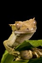 New Caledonian Gecko