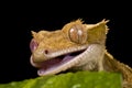 New Caledonian Gecko