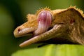 New Caledonian Gecko