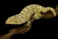 New Caledonian giant gecko Rhacodactylus laechianus