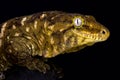 New Caledonian giant gecko Rhacodactylus leachianus Royalty Free Stock Photo