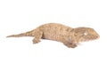 New Caledonian giant gecko, Rhacodactylus leachianus