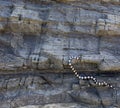 The New Caledonian sea krait on a rock