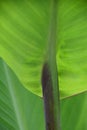 A new canna lilly leaf Royalty Free Stock Photo