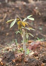 New cassava tree are growing