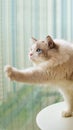 Close-up of ragdoll cat Portrait Royalty Free Stock Photo