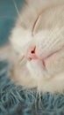 Close-up of ragdoll cat Portrait Royalty Free Stock Photo