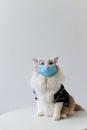 2020 New Cat photographer creative cat photography. COVID-19 Pandemic coronavirus Cute ragdoll cat wear face mask.