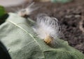 New caterpillar Royalty Free Stock Photo
