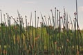 New cattails Royalty Free Stock Photo