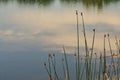 New cattails Royalty Free Stock Photo