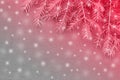 New Christmas background with real pine tree branches Royalty Free Stock Photo