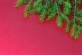 New Christmas background with real pine tree branches Royalty Free Stock Photo