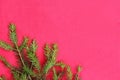 New Christmas background with real pine tree branches Royalty Free Stock Photo