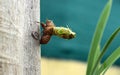 New Cicada Royalty Free Stock Photo
