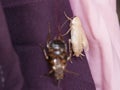 New cockroach molting is still white Royalty Free Stock Photo