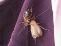 New cockroach molting is still white Royalty Free Stock Photo