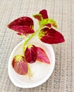 A new coleus plant with roots in a bowl with water.