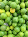 New collection of lime in harvest