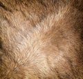 The new Colored reindeer fur texture Royalty Free Stock Photo