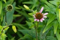 New coneflower blooms are opening up again Royalty Free Stock Photo