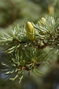 New cones of Atlas cedar