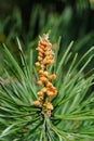 New Cones Growing on Pine Branch