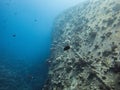 New corals colony on wreck of boat Cedar Pride in Aqaba, Jordan, Red Sea.