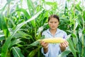 New corn yield in the hands of the farmers Royalty Free Stock Photo
