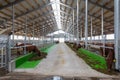 New Cowshed at the farm. Cow farm agriculture. Farm barn or cowshed with milking cows eating hay, dairy farm Royalty Free Stock Photo