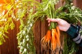 A new crop of carrots in the hands of a farmer on a wooden background