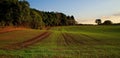 New crop on farmers field Royalty Free Stock Photo