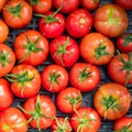 New crop of fresh organic tomatoes. top vire background