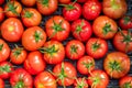 New crop of fresh organic tomatoes. top vire background Royalty Free Stock Photo