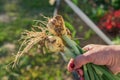 New crop of onion in females hands outdoors