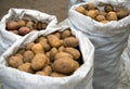 New crop potatoes harvested in plastic bags Royalty Free Stock Photo