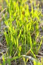 New crop of wheat Royalty Free Stock Photo