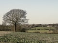 New cropfield Lone Tree Village in distance