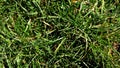New Cut Grass Closeup Ground Level