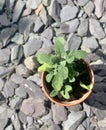 New cutting of cookery herb sage starts into growth in garden plantpot