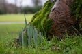 New daffodils just breaking the earth Royalty Free Stock Photo