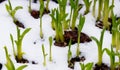 New Dahlia growth emerging from the melting snow Royalty Free Stock Photo