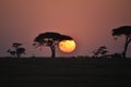 A new day begins at Serengeti, Tanzania Royalty Free Stock Photo