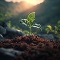 New days gift, plant emerges, sun kissed growth, mornings vitality