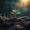 New days gift, plant emerges, sun kissed growth, mornings vitality