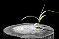 New development and renewal as a business concept of emerging leadership success as an old cut down tree and a strong seedling Royalty Free Stock Photo