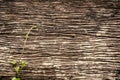 Dirty wallpaper. Beautiful damaged dirty rough outside of a tree trunk. plant growing. Royalty Free Stock Photo